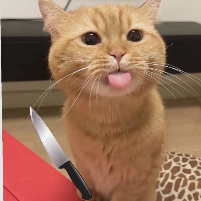ảnh meme mèo cầm dao hài hước