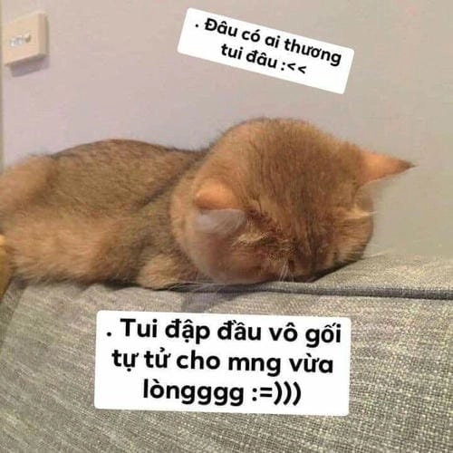 meme đau ở đây này mèo buồn 
