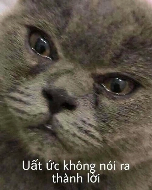 meme mèo đau ở đây này ảnh chế 