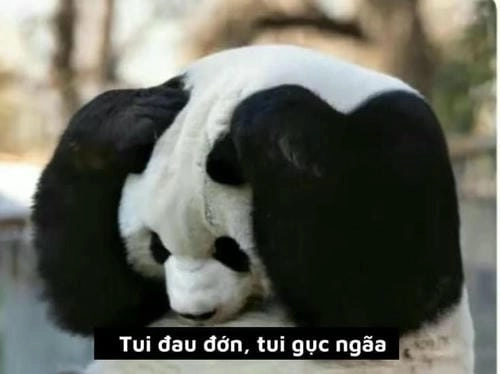 meme đau ở đây này tâm trạng buồn 