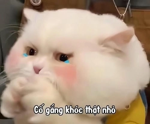 meme đau ở đây này hình mèo chỉ ngực 