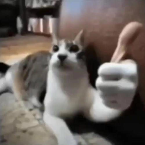 meme mèo đồng ý cưng xỉu 