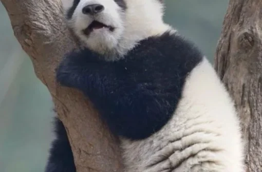 Cập nhật 161+ meme gấu trúc mệt mỏi cực kỳ “tấu hài”