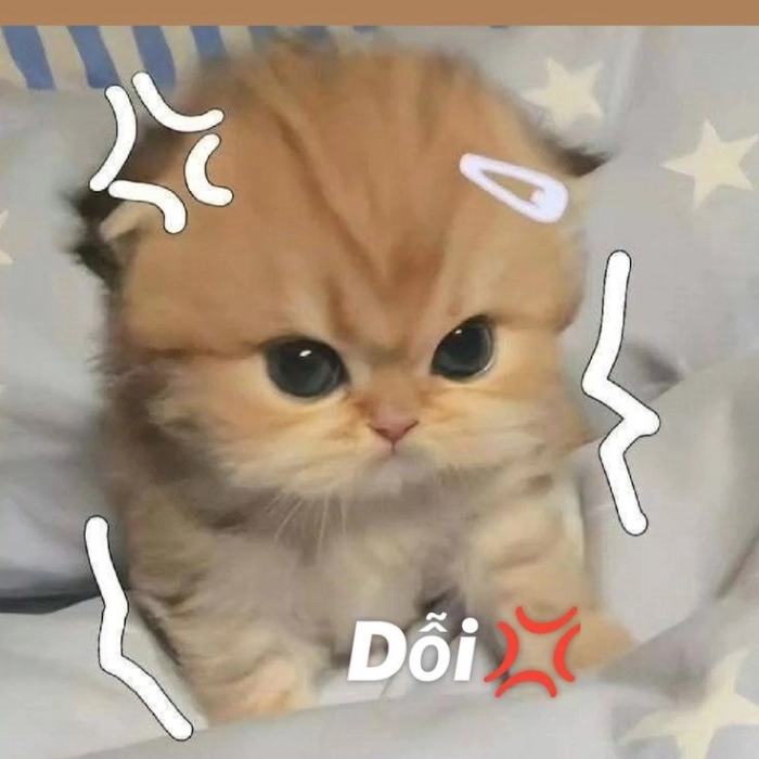 Ảnh meme mèo dỗi buồn cười 