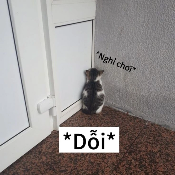 Ảnh meme dỗi ngơ cute cực 
