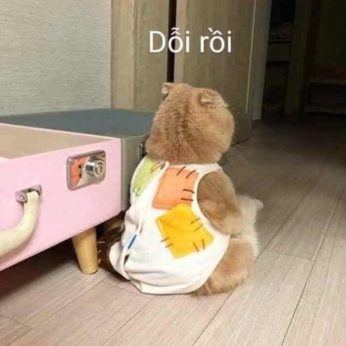 Meme giận dỗi cute cực chất 