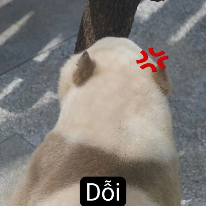 Hình meme dỗi đáng yêu 
