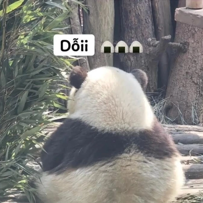 Ảnh meme giận dỗi hài hước 