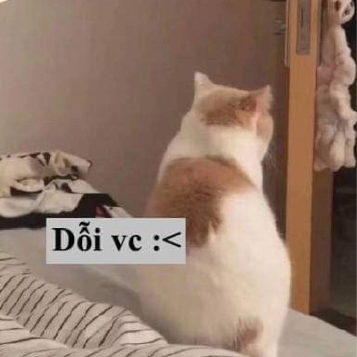 Meme mèo dỗi đáng yêu 