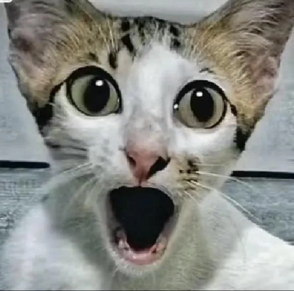 meme hài hết hồn bá đạo 