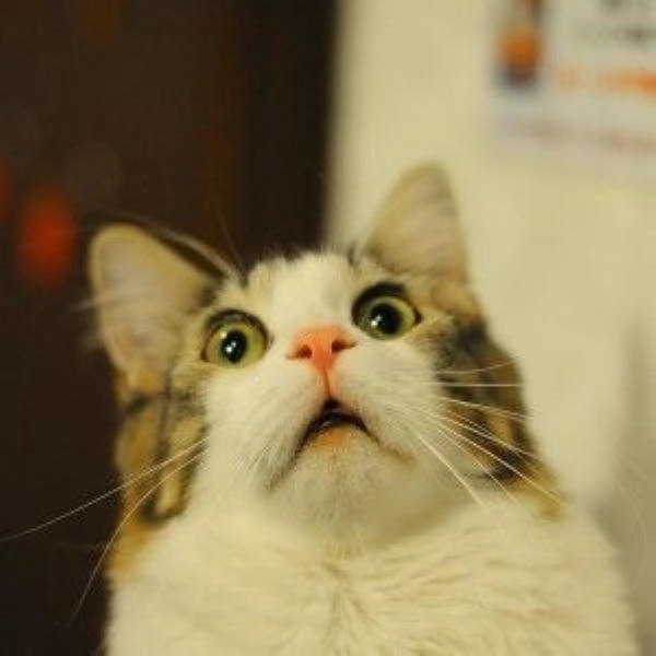 ảnh hết hồn meme chuẩn trend 