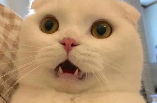 Tải về 190+ ảnh meme hết hồn hài hước, troll bá đạo nhất