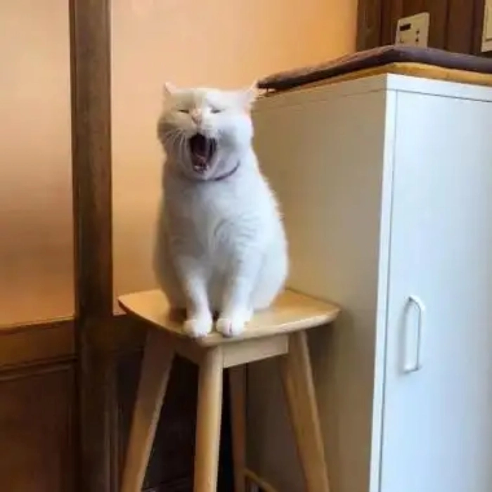 meme mèo ngủ gật trong lớp