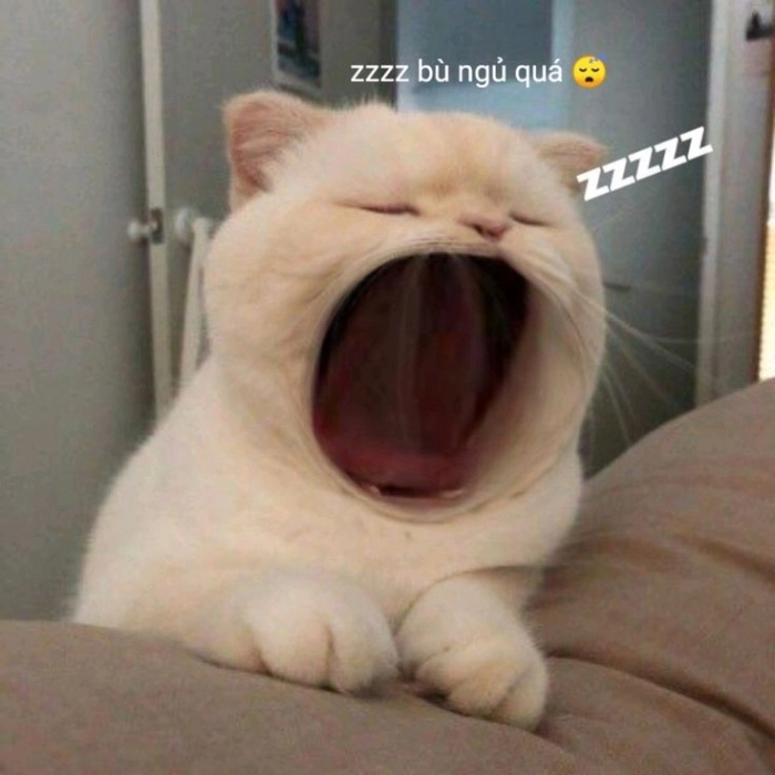meme mèo chưa tỉnh ngủ nhìn ngáo
