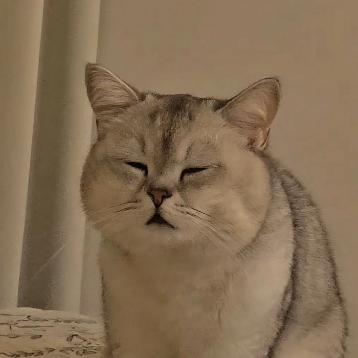 meme mèo buồn ngủ với ánh mắt lờ đờ