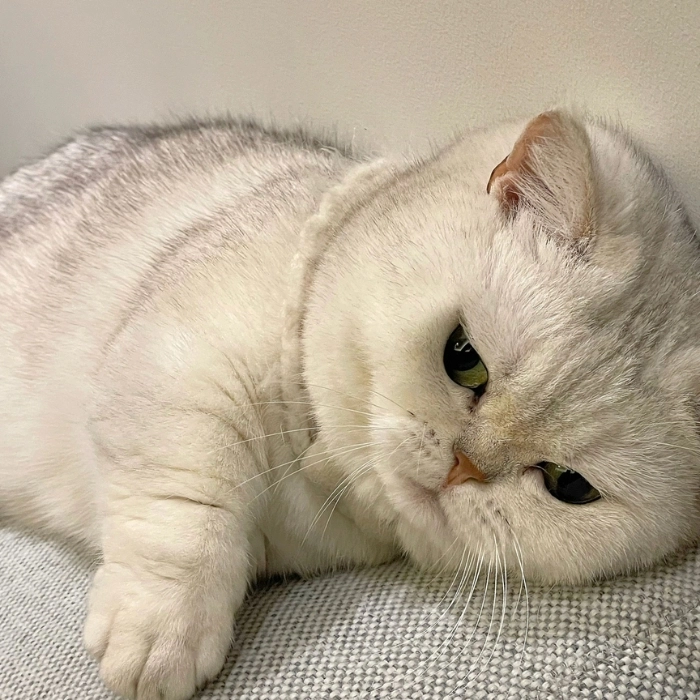 mèo buồn ngủ meme ngồi lừ đừ