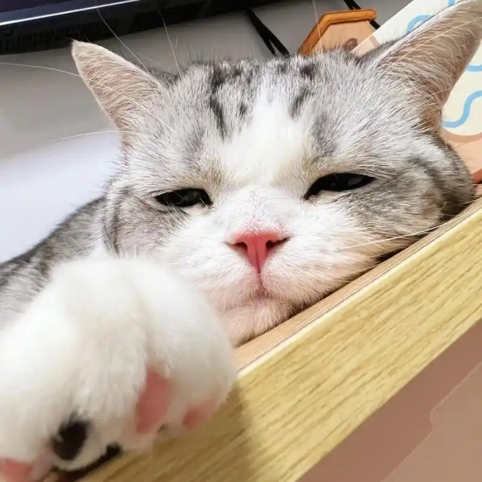 meme mèo thiếu ngủ hài hước