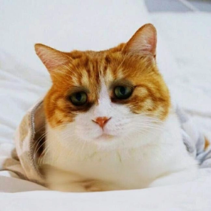 meme mèo buồn ngủ cực hài