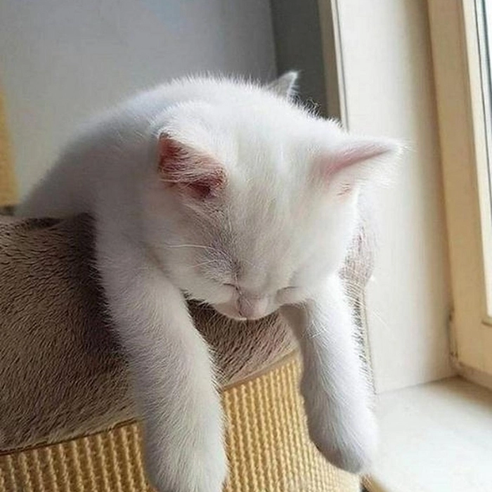 hình meme mèo nằm dài ngủ