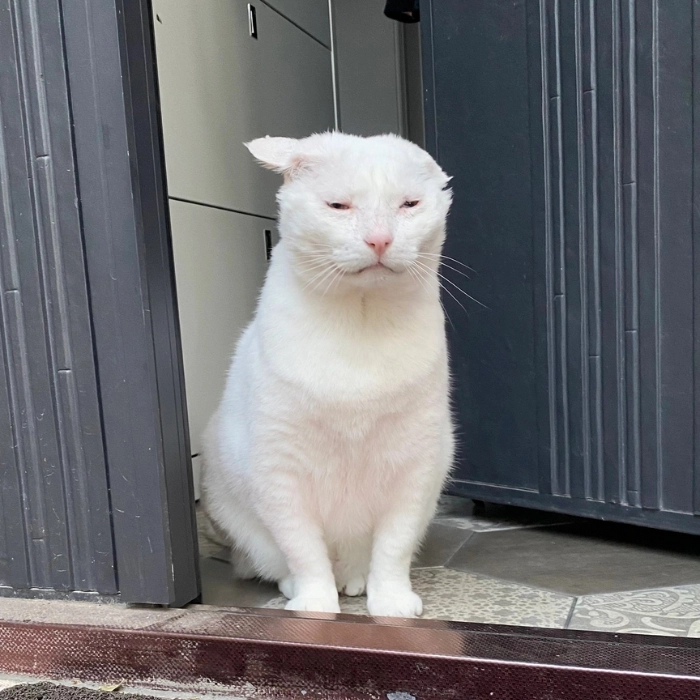 meme mèo buồn ngủ sau một đêm thức trắng