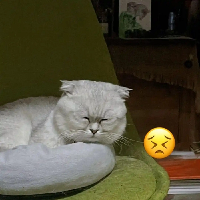 meme con mèo buồn ngủ trùm mền