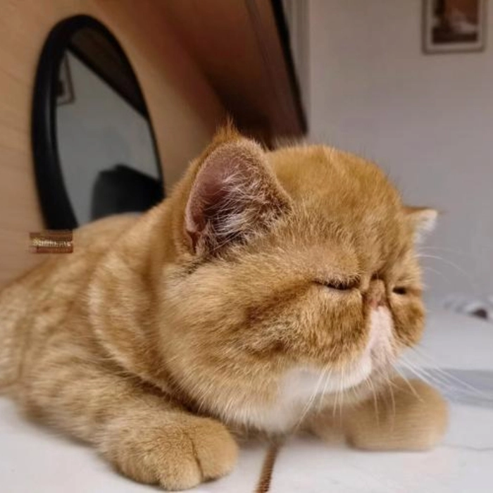 mèo buồn ngủ meme khi đi làm sớm