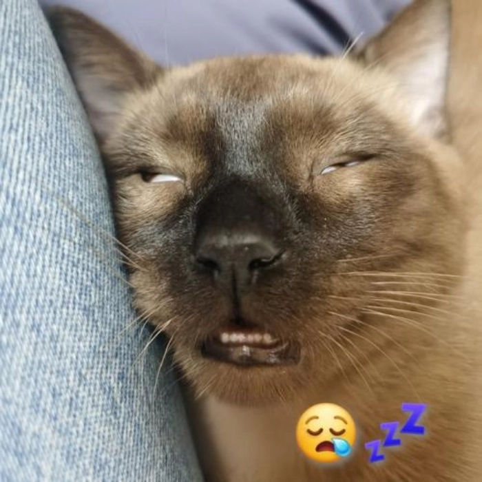 meme con mèo buồn ngủ lăn ra sàn