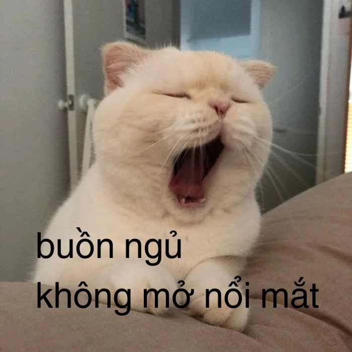 meme mèo ngáp liên tục