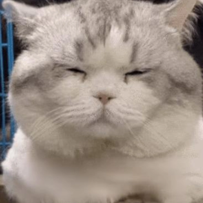 meme mèo ngủ lười lắm luôn
