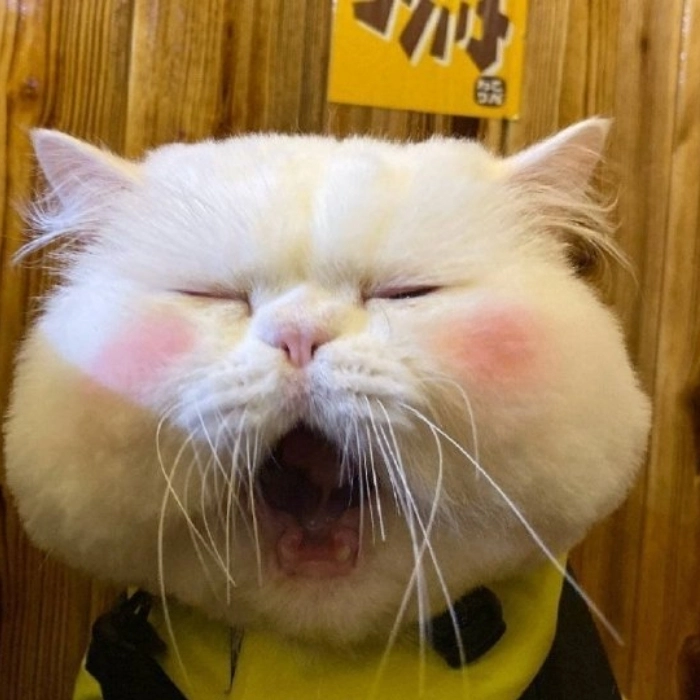 mèo buồn ngủ meme ngáp dài