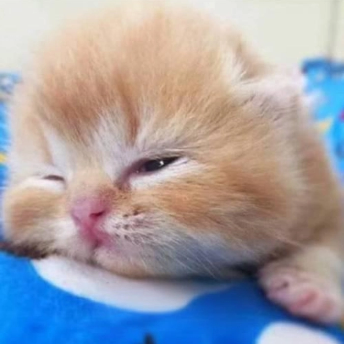 ảnh meme mèo buồn ngủ cute