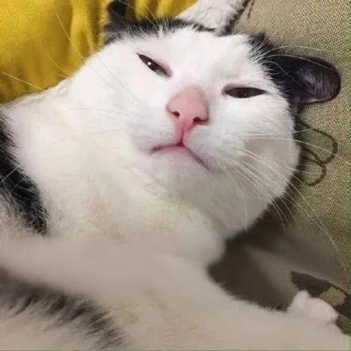 meme mèo nằm ngủ cả ngày