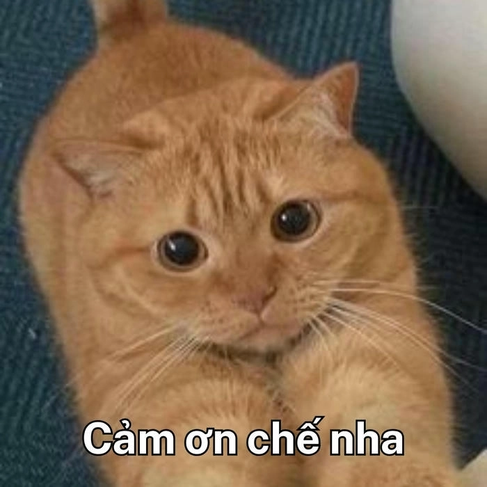 meme con mèo cảm ơn trong tin nhắn 