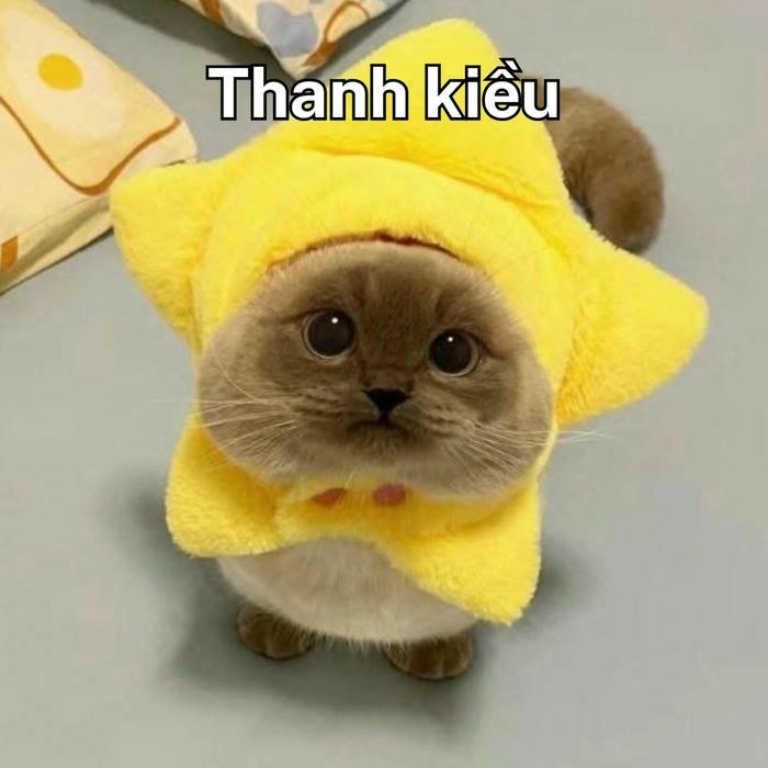 ảnh meme mèo cảm ơn khi rep tin nhắn 