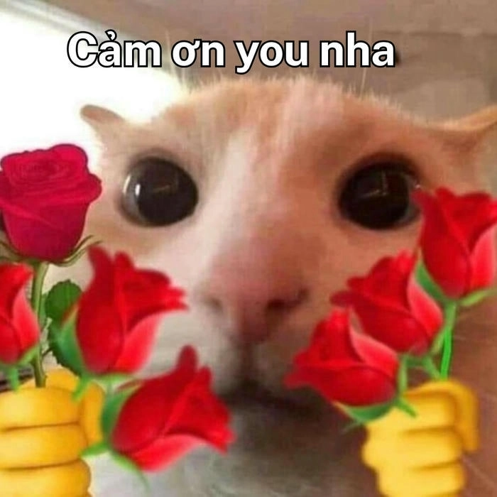 ảnh meme mèo cảm ơn dành cho bạn bè 