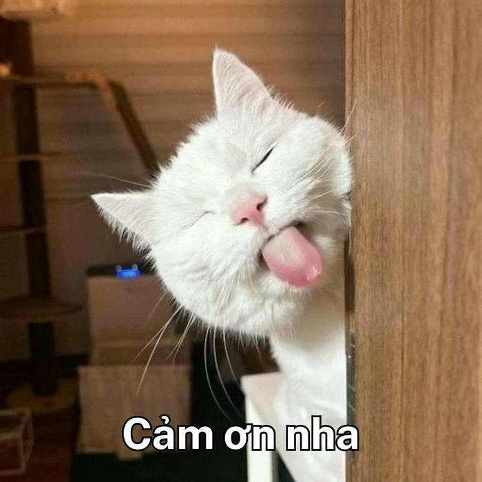 hình ảnh meme con mèo cảm ơn 