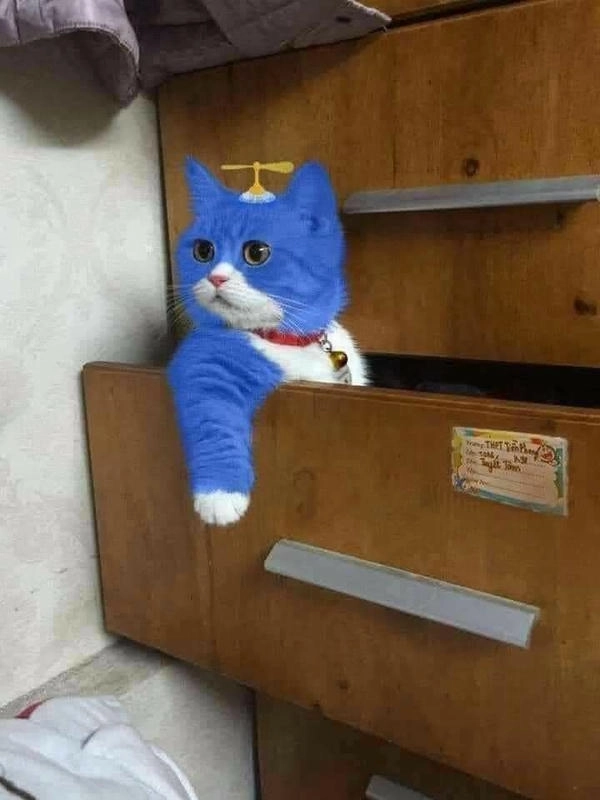 meme con mèo chống nạnh độc lạ 