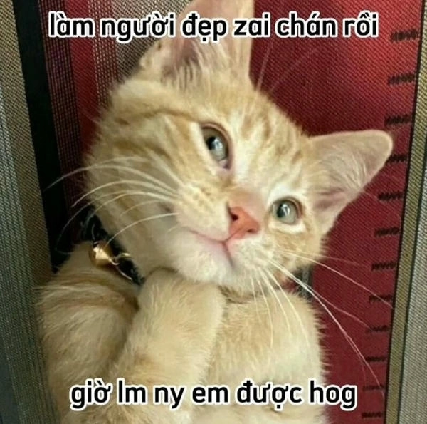 meme mèo chống nạnh vui nhộn 