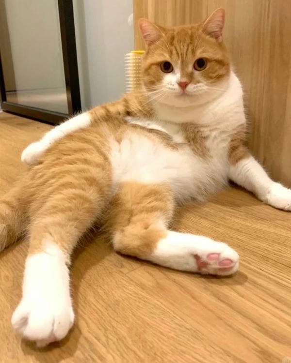 meme con mèo chống nạnh cute 