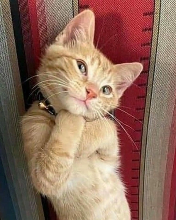 meme con mèo chống nạnh siêu hài 