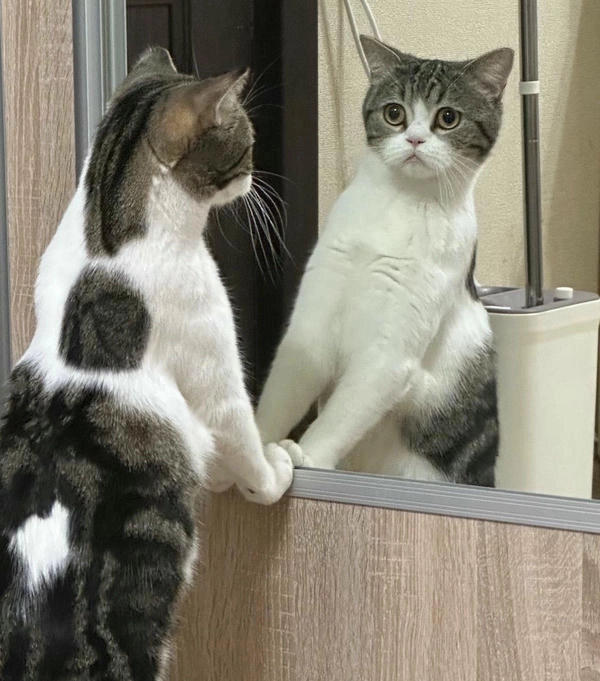 meme mèo chống nạnh chất chơi 