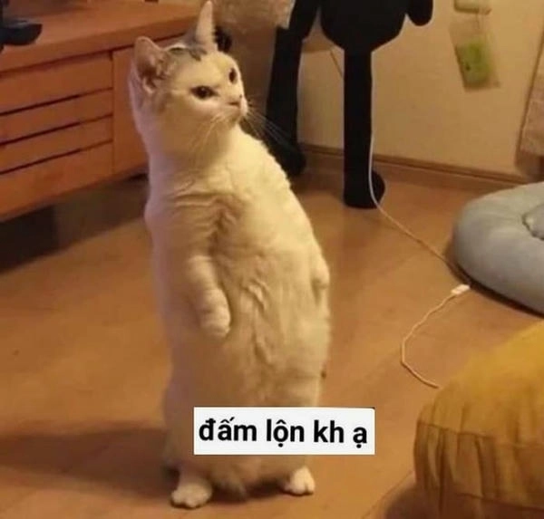 meme mèo chống nạnh cá tính 