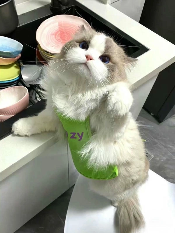 meme con mèo chống nạnh độc đáo 
