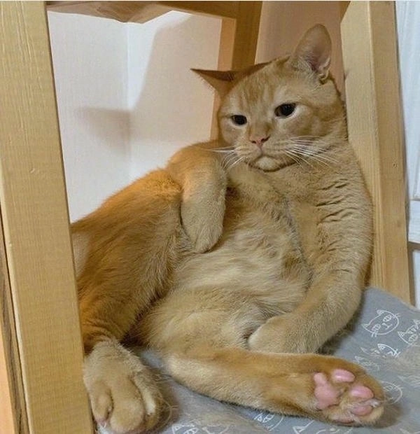 meme mèo chống nạnh nổi bật 