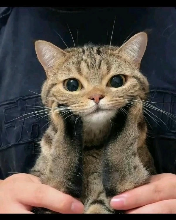 meme mèo chống nạnh dễ thương 