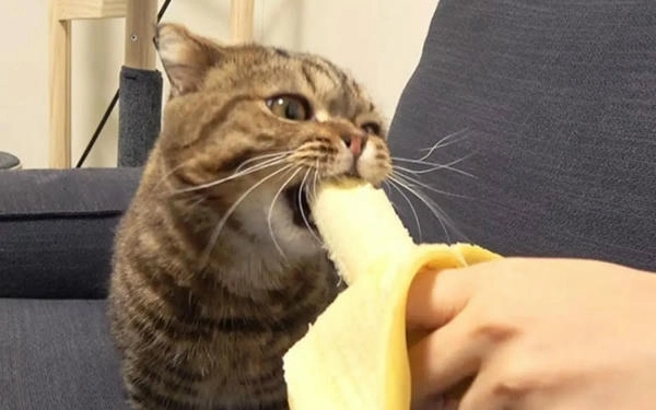 ảnh meme mèo chuối độc đáo 