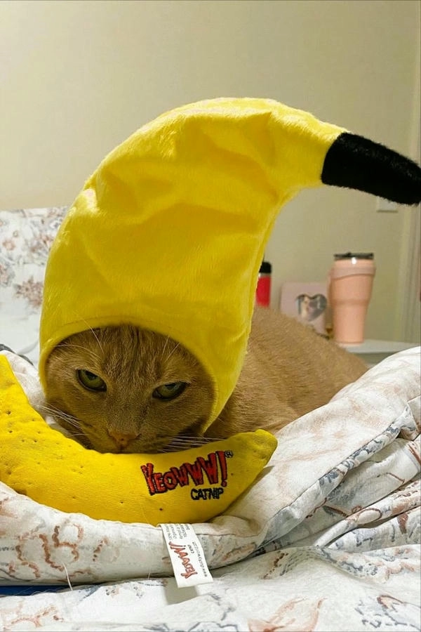 meme con mèo trái chuối ngầu lòi 