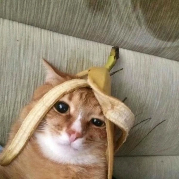 meme con mèo trái chuối đang nổi 