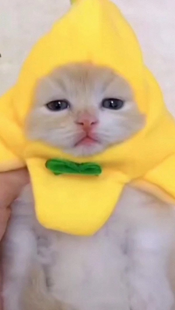 meme con mèo chuối ngộ nghĩnh 
