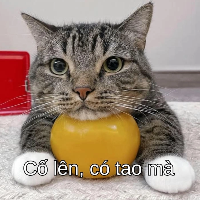 ảnh meme mèo cố lên hài hước và dễ thương 